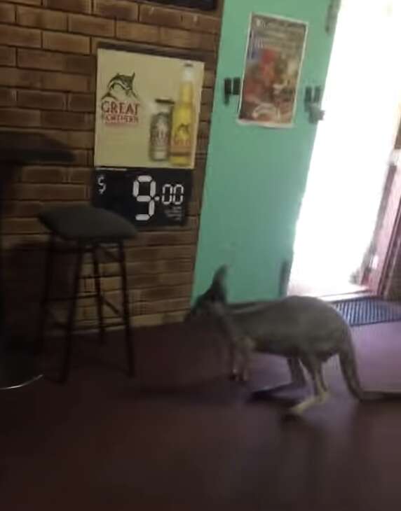 kangaroo hops through a bar