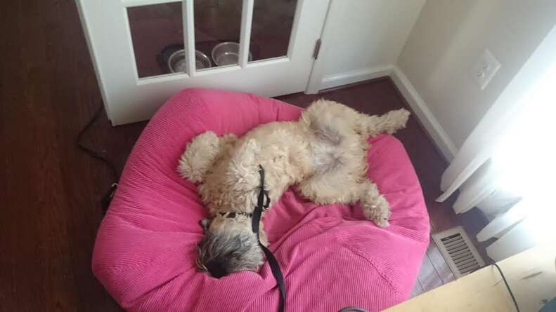 Sleepy terrier in his bed