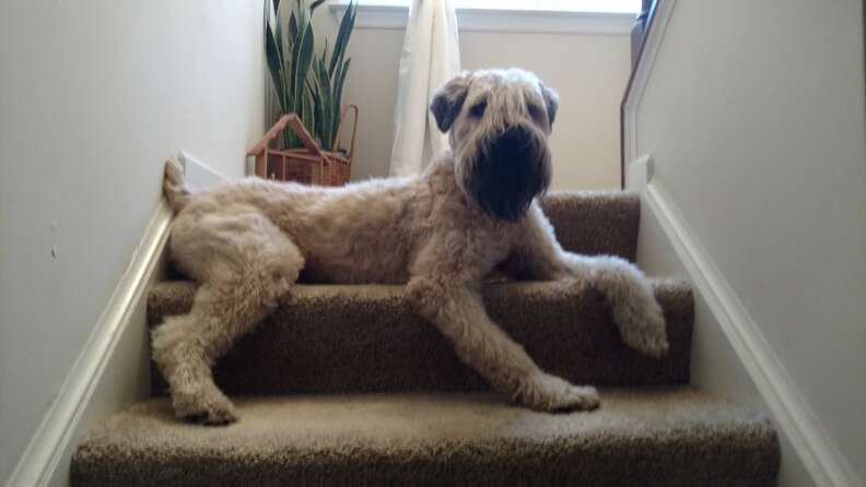 Terrier on stairs