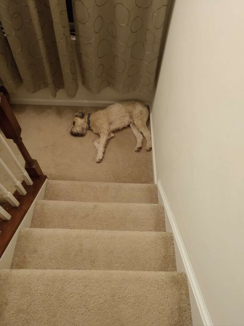 Sleepy terrier at bottom of stairs