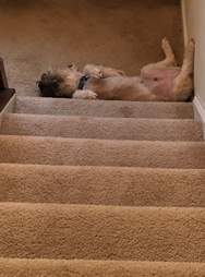 Sleepy terrier at bottom of steps