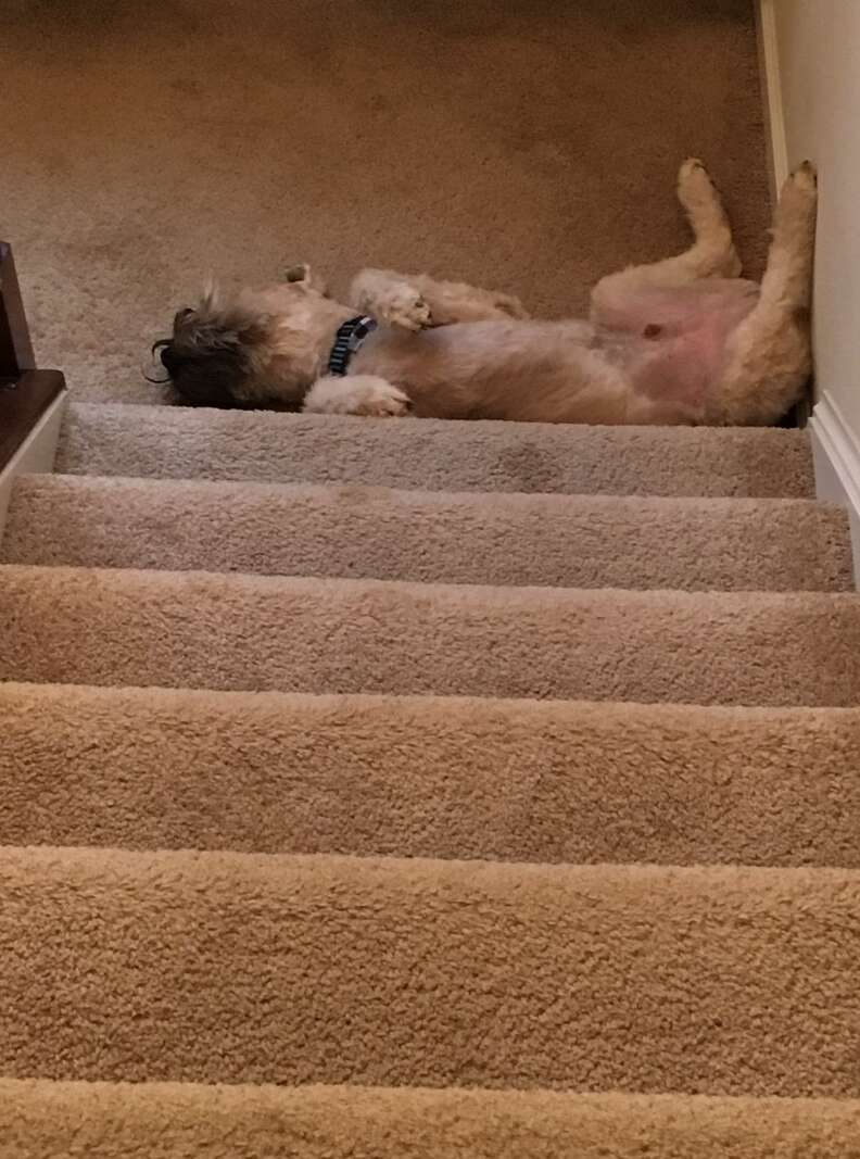 Sleepy terrier at bottom of steps