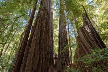 Big Basin Redwoods State Park