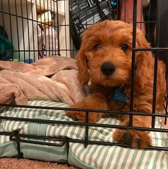 Goldendoodle puppy Bentley sleeps with his blanket