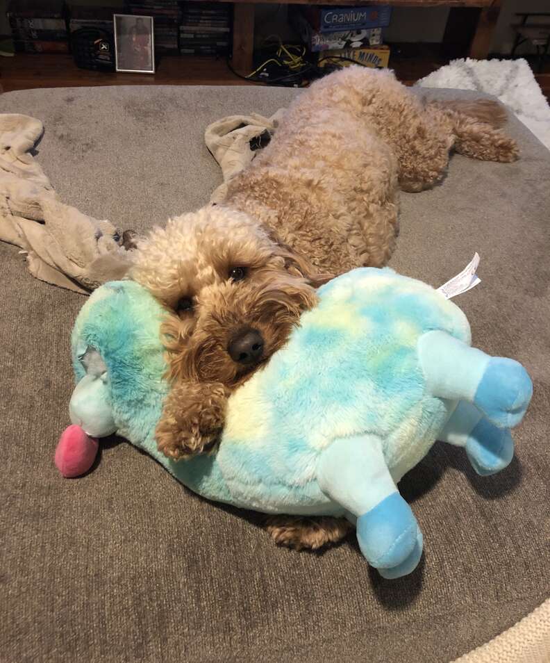 Bentley in bed with his stuffed llama