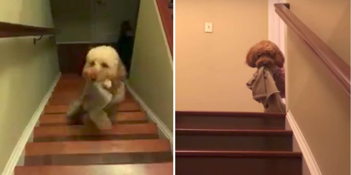 puppy blanket with mom's scent