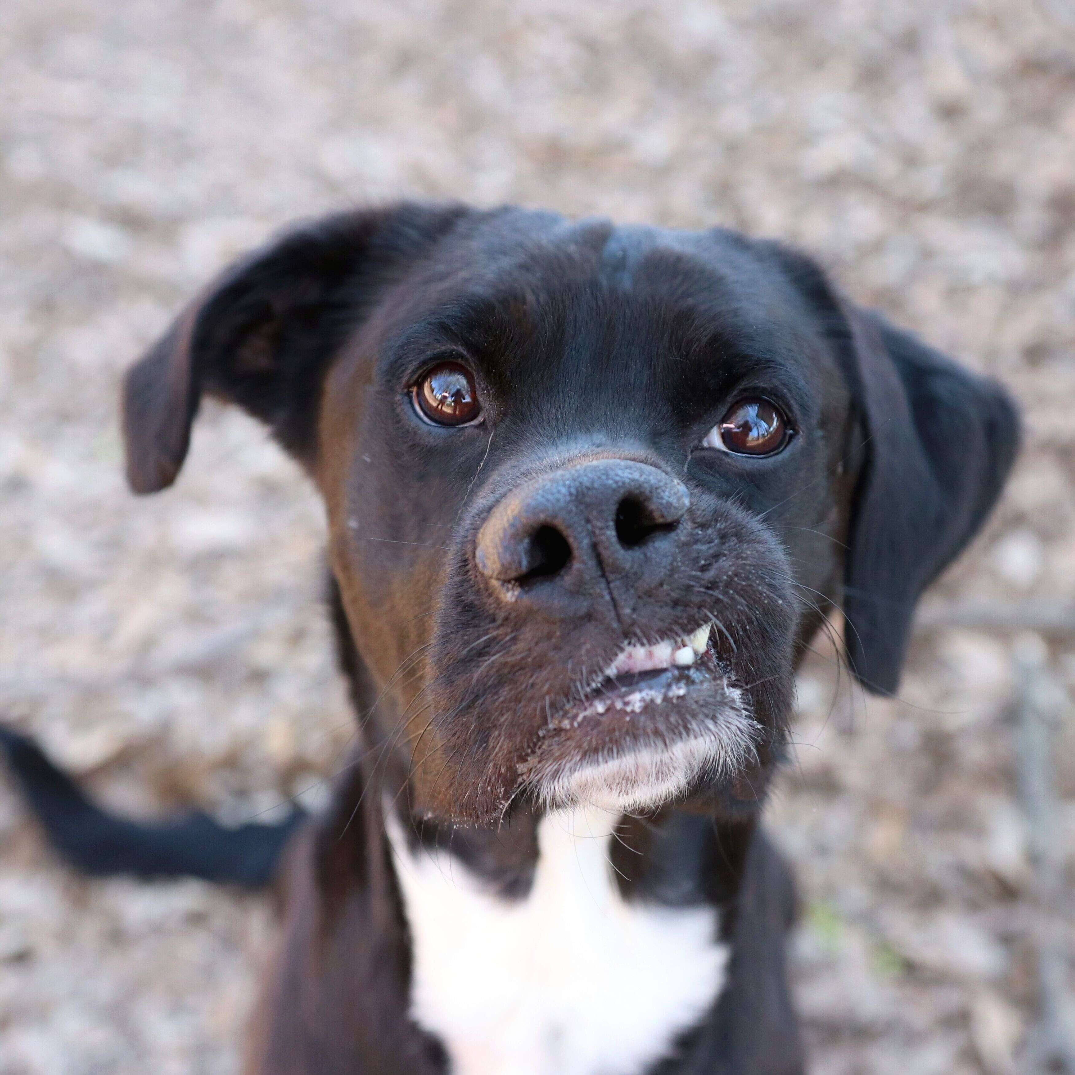 dog crooked face rescue atlanta