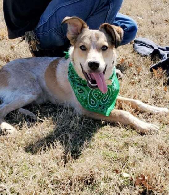 puppy abandoned in a park