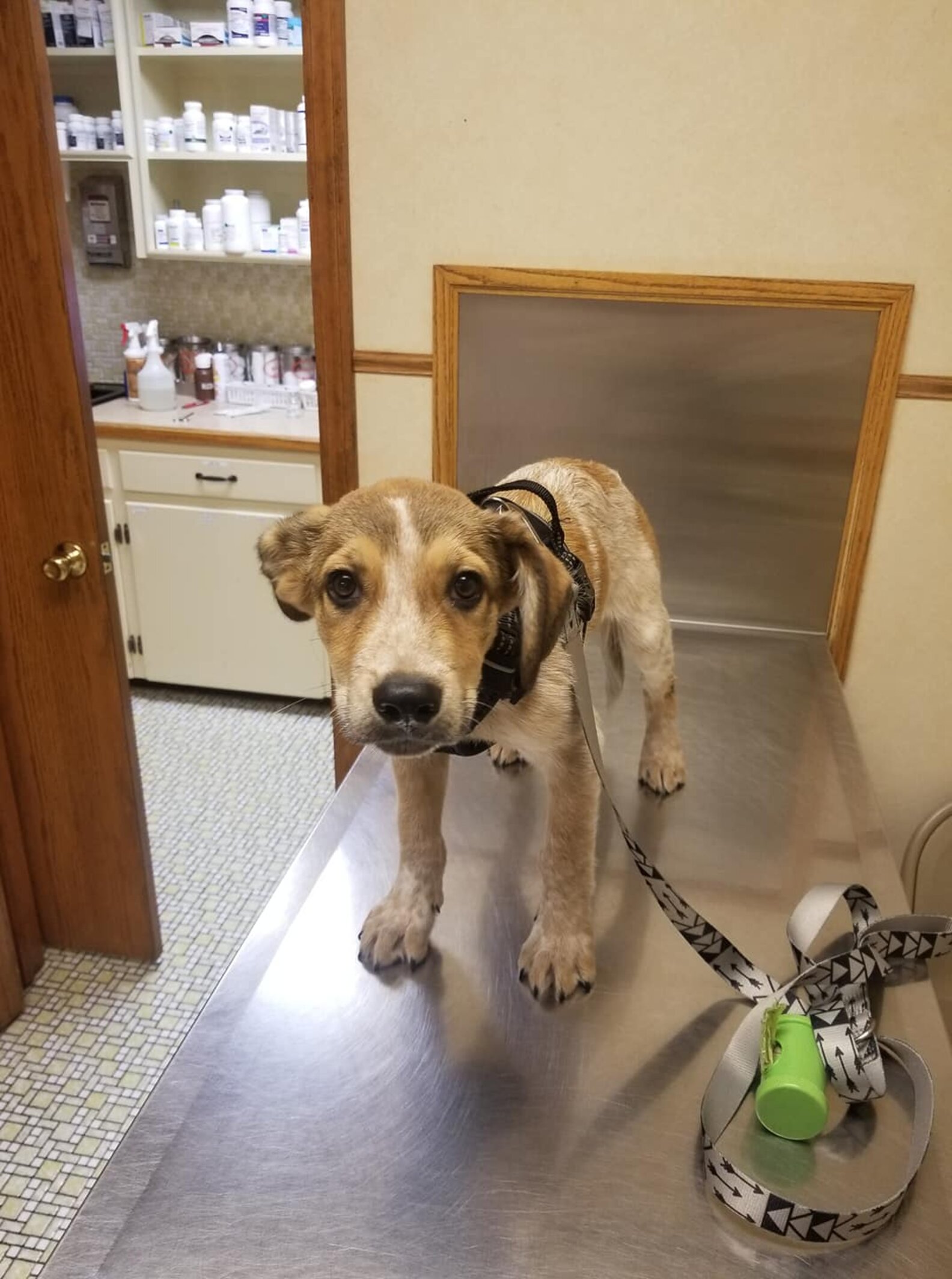 Puppy Found Abandoned In A Park - The Dodo