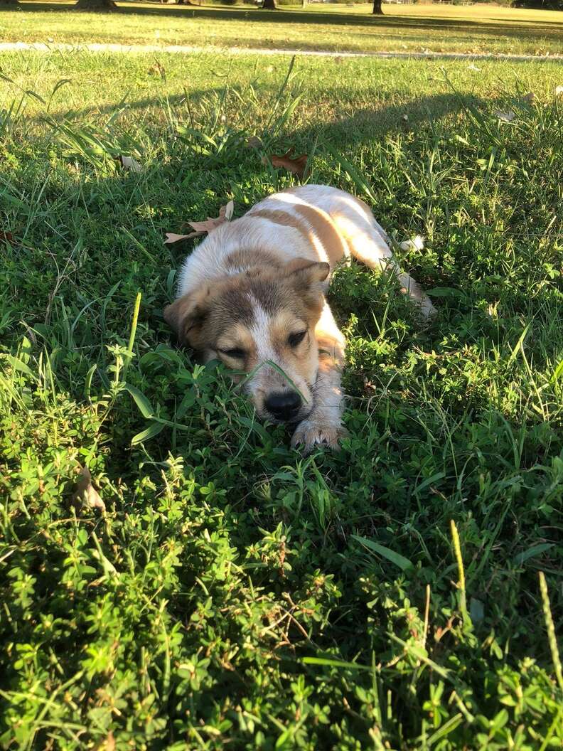 puppy abandoned in a park