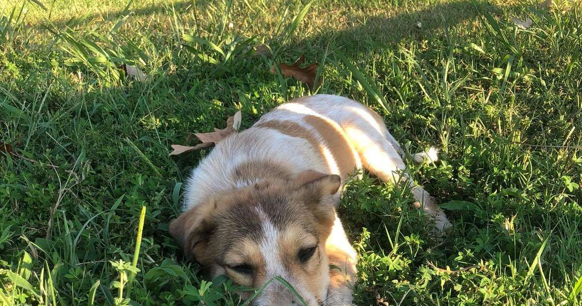 Puppy Found Abandoned In A Park - The Dodo
