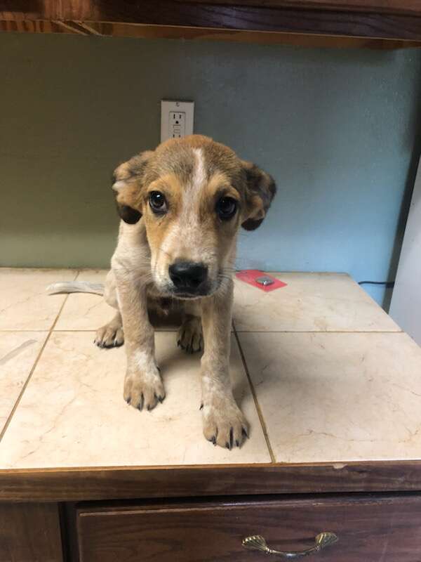 puppy abandoned in a park