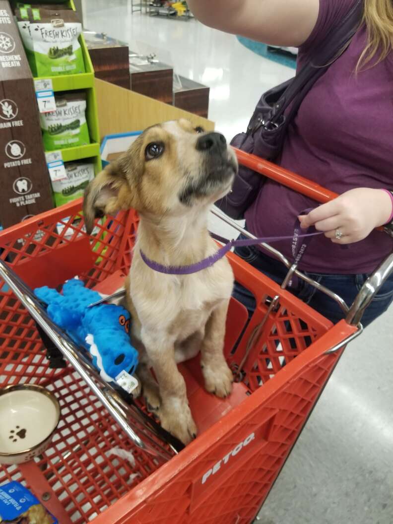 puppy abandoned in a park