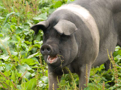 Family's Pet Pig Princess Escapes and Gets Slaughtered by Neighbors -  Thrillist