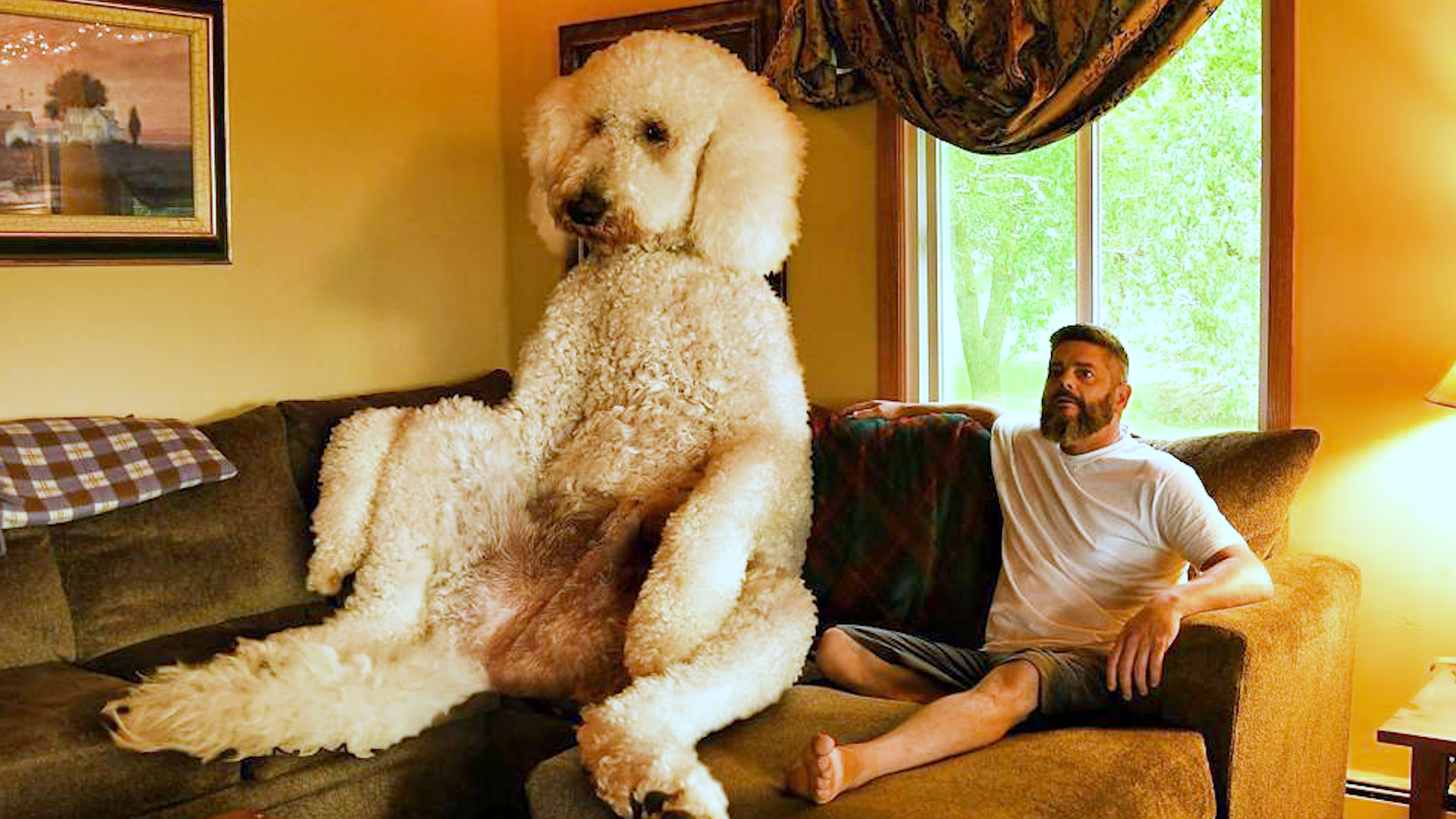 large poodle like dog