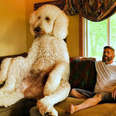 Giant Dog Weighs Over 450 Pounds