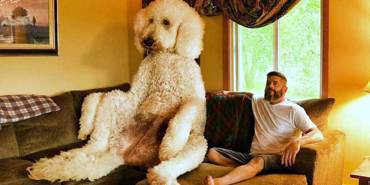 Giant Dog Weighs Over 450 Pounds 