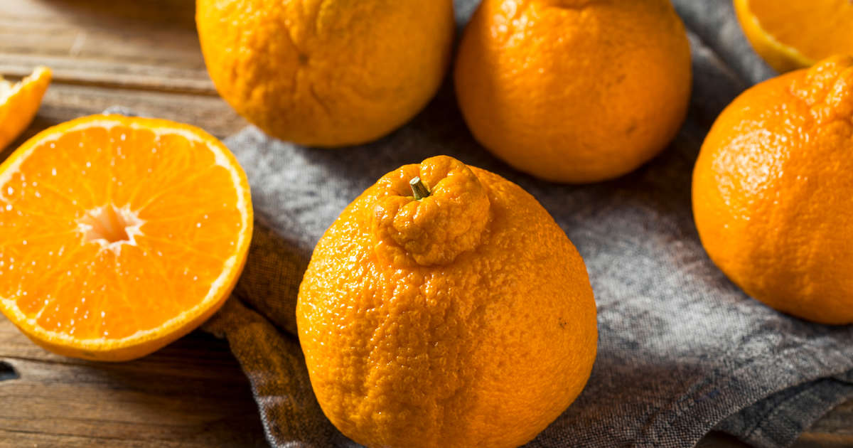 Sumo Citrus: Why the Japanese Mandarins Are the Best Citrus Fruit ...