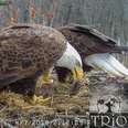 Bald eagle trio with eaglets