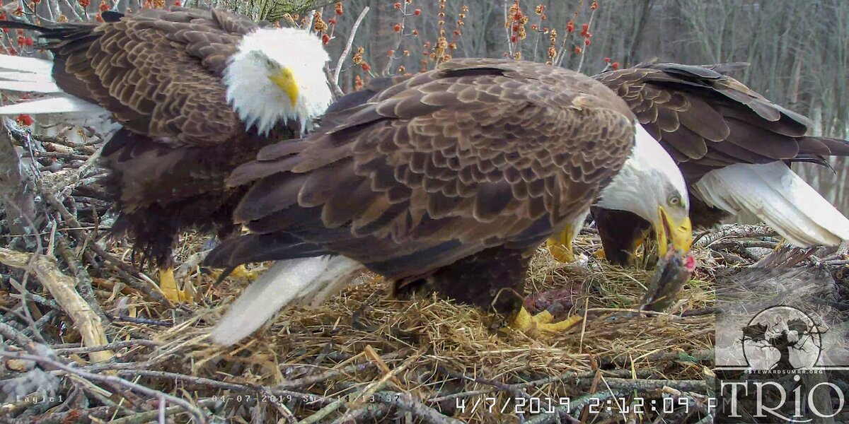 Famous Bald Eagle Trio Parents Welcome Newly Hatched Eaglets - The Dodo
