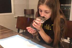 12-Year-Old Girl Fosters Kittens Nonstop