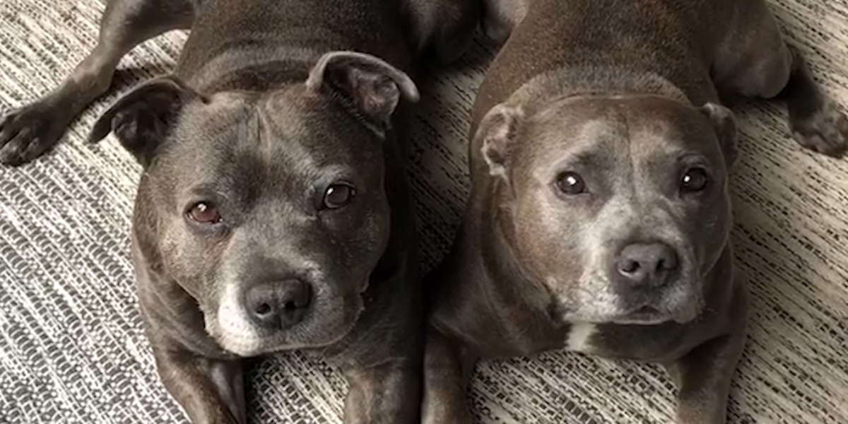 5 Things You Know If You Own A Pit Bull - Videos - The Dodo