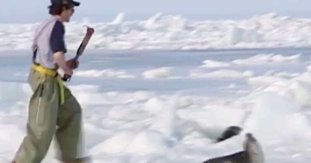 Commercial Canadian Seal Hunt Kills Thousands Of Baby Seals Every Year ...