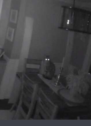cat breaks into home