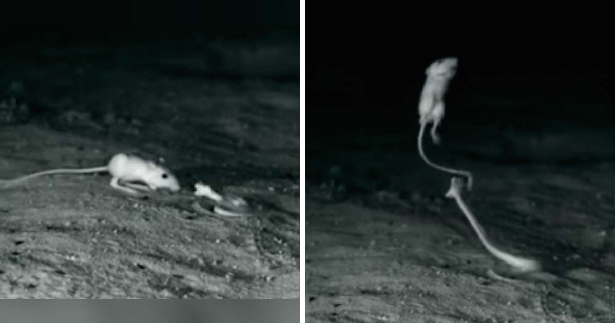 Kangaroo Rat Uses NinjaLike Moves To Fight Off Snake The Dodo