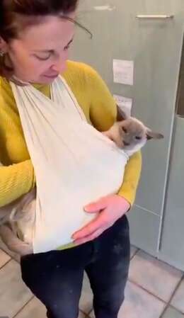 Siamese cat with arthritis in special sling