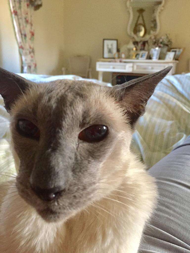 Senior Siamese cat with arthritis 