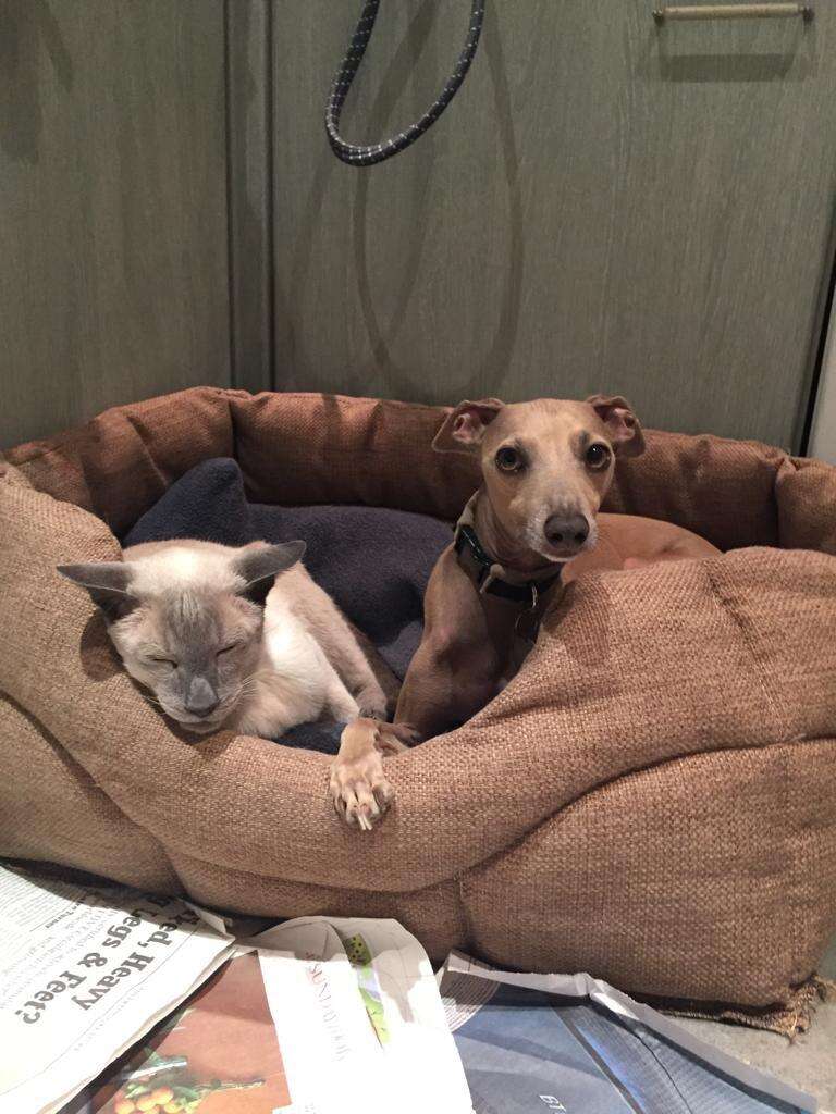 Siamese cat with arthritis snuggling with dog