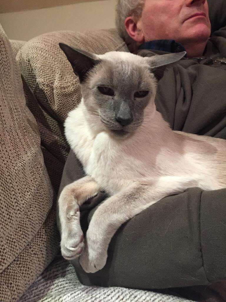 Senior blue point Siamese cat with arthritis 