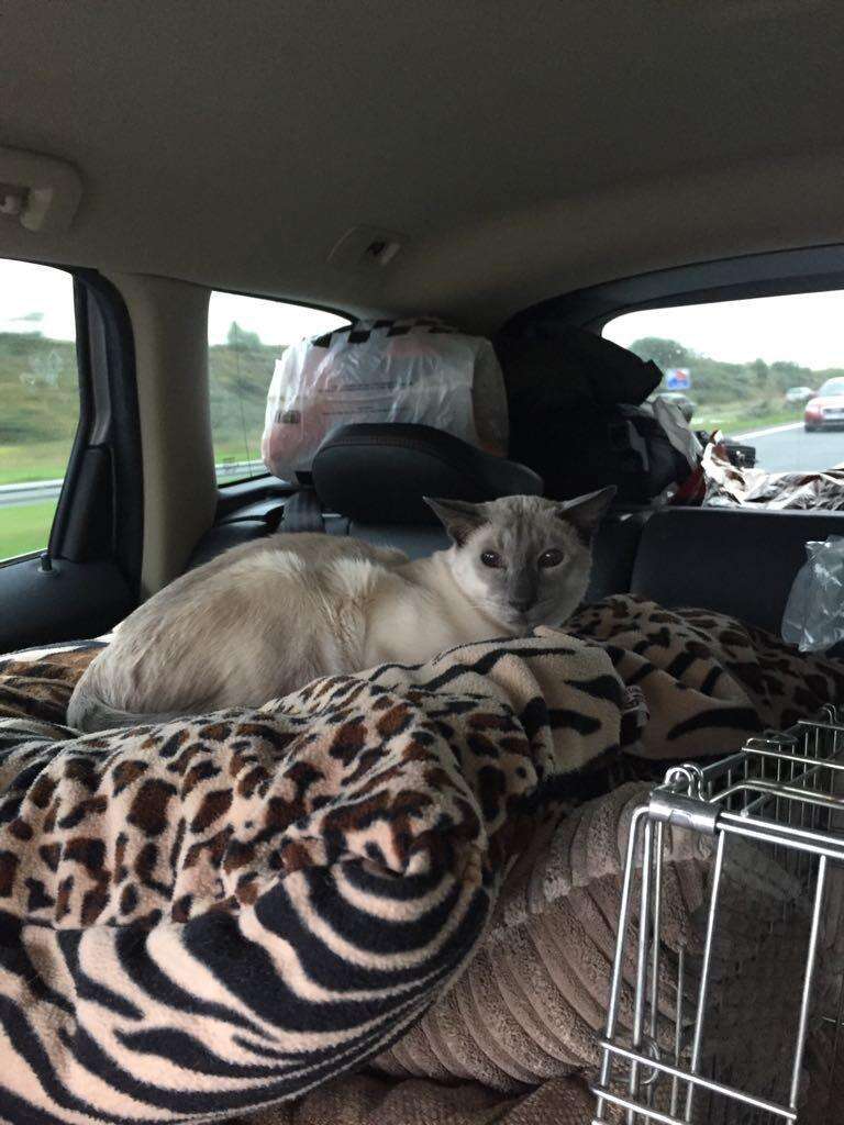 Siamese cat with arthritis in car