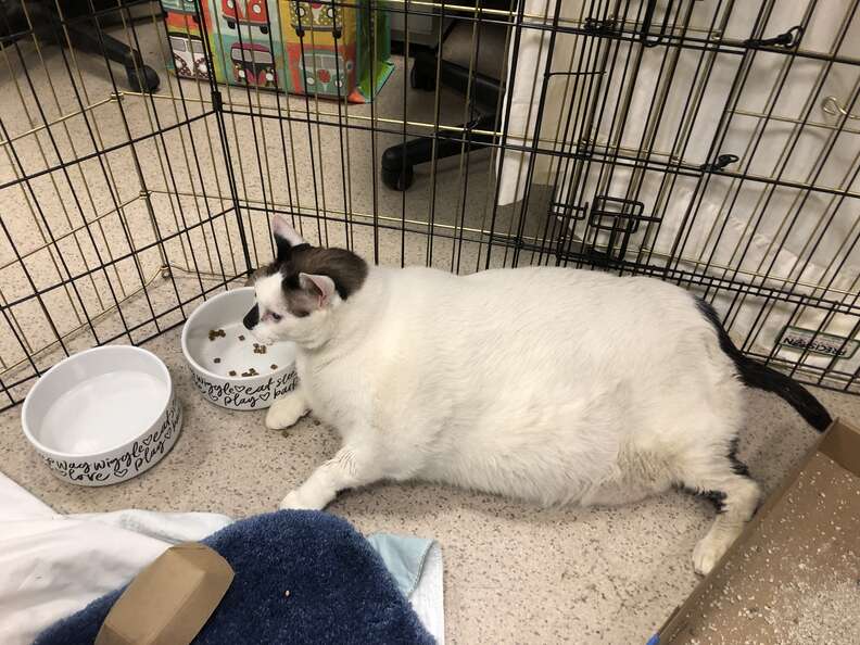 Barsik the obese cat at the NYC shelter