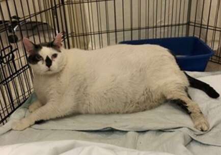 Barsik the fattest living cat at 41 pounds