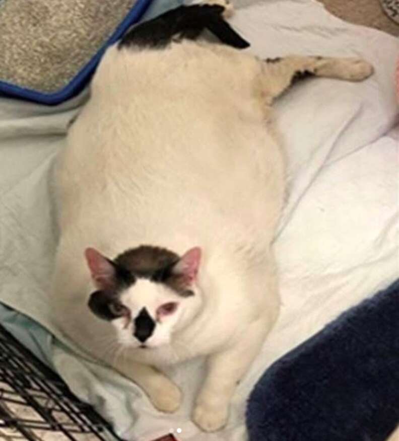 fattest domestic cat in the world