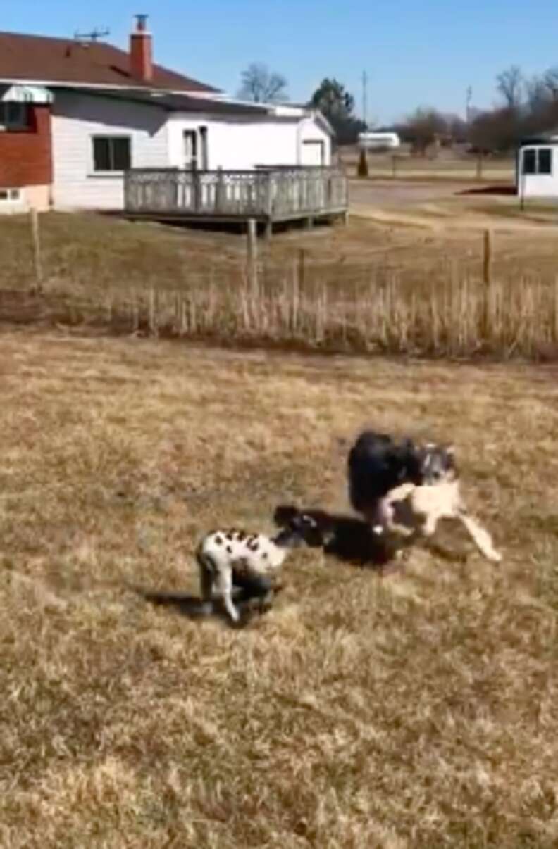 Australian shepherd playing keep-away with rescued lamb