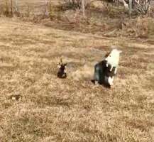 Dog and lamb playing keep-away