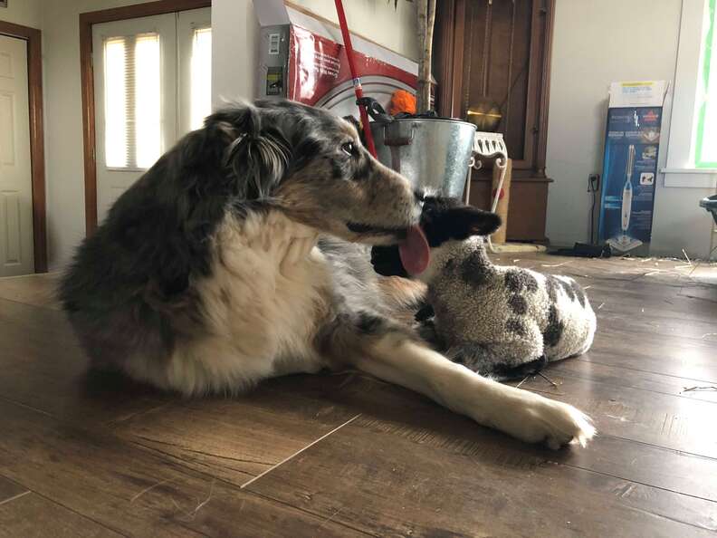 Dog kissing rescued lamb at sanctuary