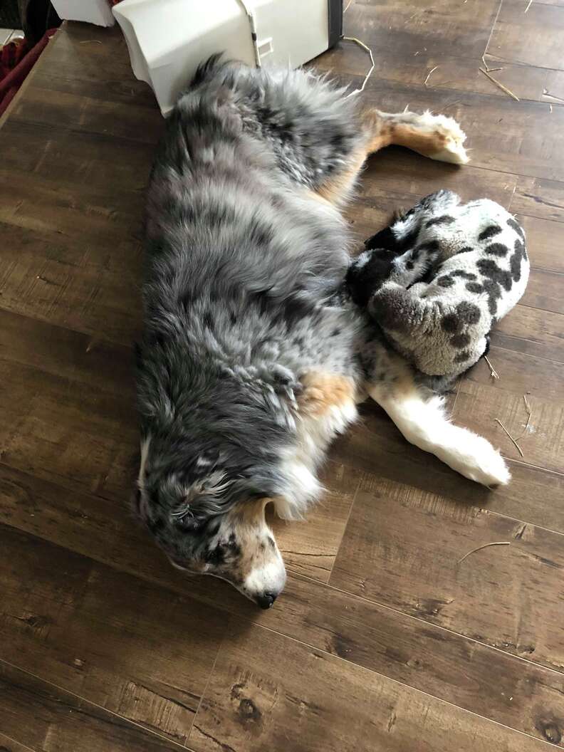 Dog snuggling with baby lamb