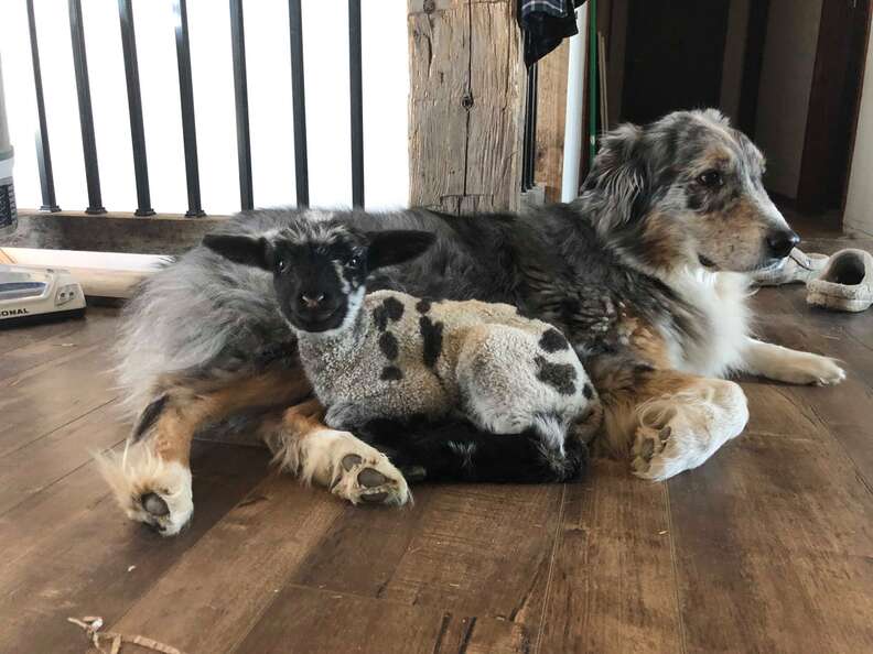 Australian shepherd snuggling with rescued lamb