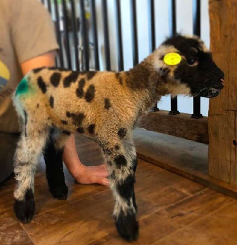 Lamb rescued from farm just before Easter