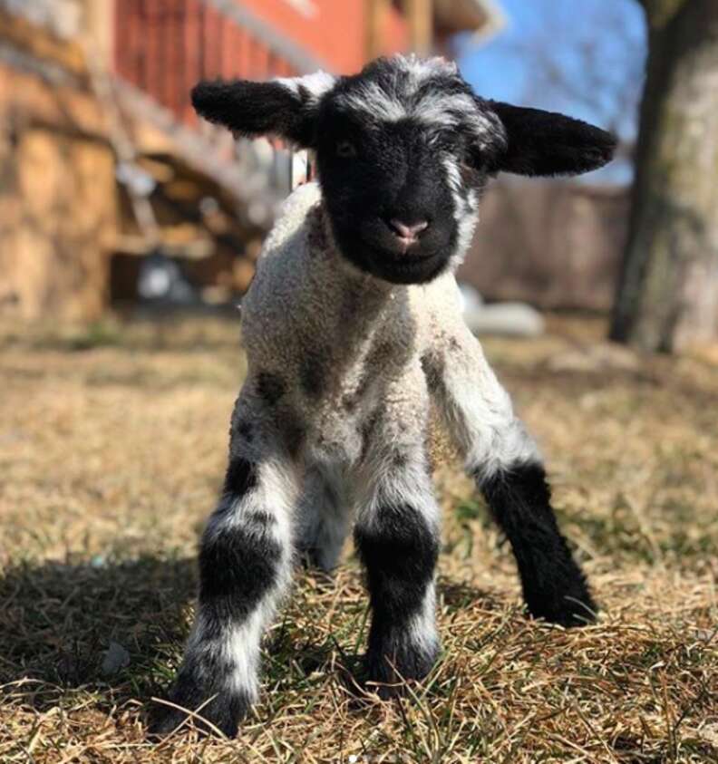 Rescued lamb arriving at sanctuary