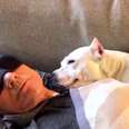 Patrick Stewart's new foster pit bull sleeping on him 