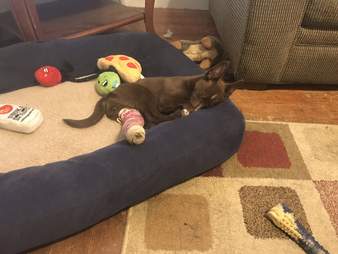 puppy in cast