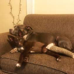 puppy in cast