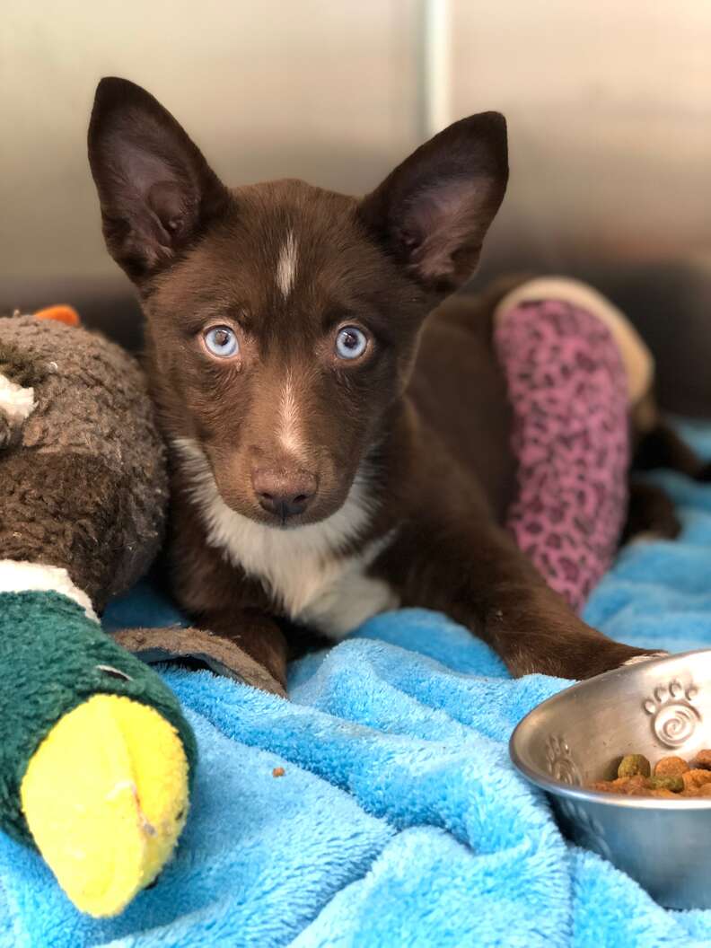 Breeder Abandons Puppy Because She Can't Be Sold - The Dodo