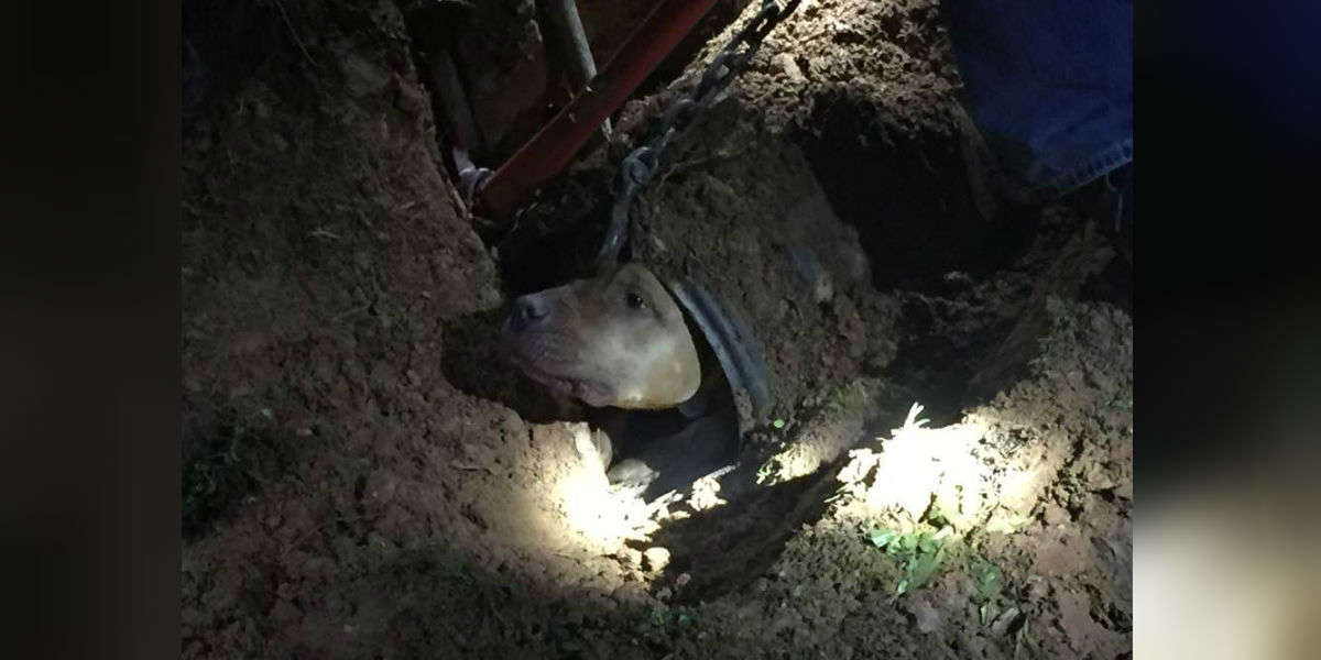 Dog Gets Stuck Underground In Pipe - The Dodo