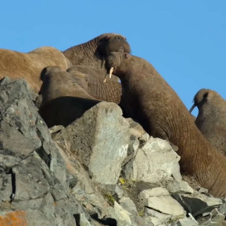 Netflix Show ‘our Planet Shows Walruses Walking Off Cliffs Nowthis